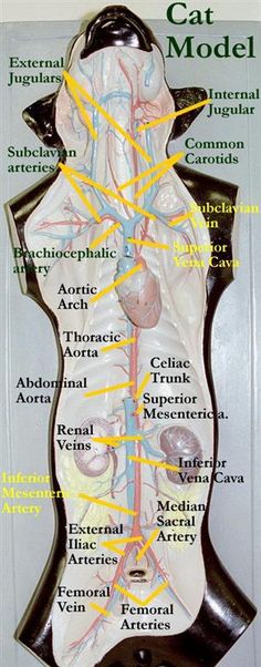 an image of the cat model with all its parts labeled on it's back