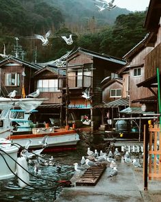 seagulls are sitting on the dock in front of some wooden buildings and boats