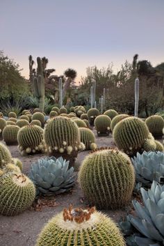 many different types of cactus plants in the desert