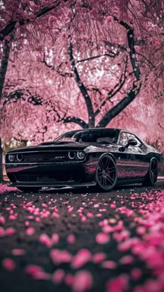 a black car parked in front of some pink flowers on the ground with trees behind it