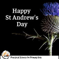 a purple flower with the words happy st andrews's day