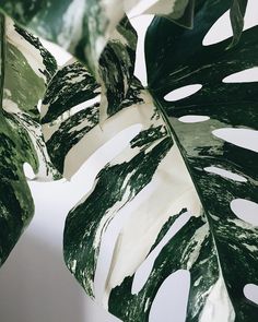 a large green leafy plant with white spots on it's leaves, against a white background