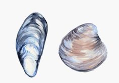 two seashells on a white background one is pink and the other is blue