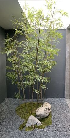 there is a small bamboo tree in the corner