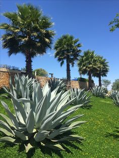 some very pretty plants in the grass by some palm trees and a stone wall on a sunny day