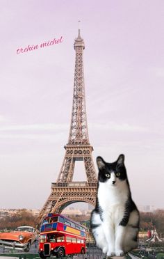 a black and white cat sitting in front of the eiffel tower