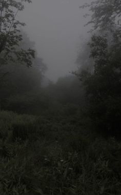 a foggy forest filled with lots of trees and bushes in the middle of it