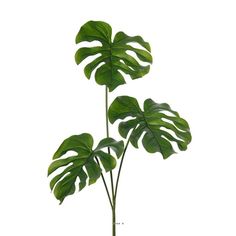 a plant with large green leaves in a glass vase on a white background, it's very easy to grow