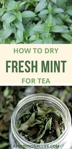 how to dry fresh mint for tea