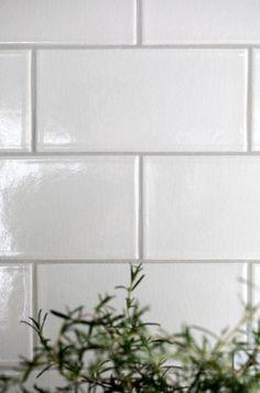 a potted plant in front of a white tiled wall