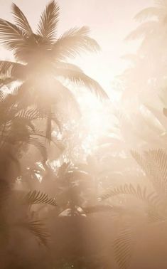 the sun shines through palm trees on a foggy day