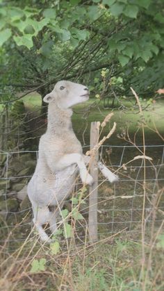 a sheep standing up on its hind legs in a fenced area with trees and grass