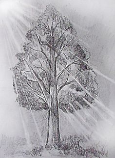 a pencil drawing of a tree with the sun shining through it