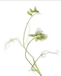 two white flowers with green stems against a white background