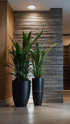 two large plants in black planters on the floor next to a wall with lights