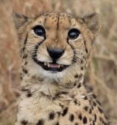 a baby cheetah is smiling for the camera