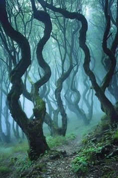 an image of a forest with crooked trees