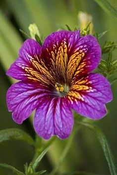 a purple flower with yellow stripes on it