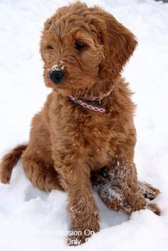 a small brown dog sitting in the snow