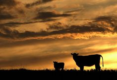 two cows are silhouetted against an orange and yellow sky as the sun is setting