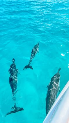 three dolphins swimming in the blue water near a boat's bow end, viewed from above