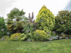 a garden with trees and numbers on the lawn in front of some bushes, shrubs and other plants