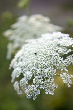 Flower Identification, Queen Anne's Lace, Moon Garden, Favorite Flower