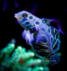 a blue and black fish in an aquarium