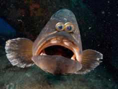 a large fish with its mouth open and it's eyes wide open in the water