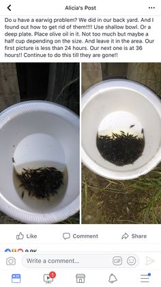 two pictures of the same tea in a paper cup, one is filled with black tea