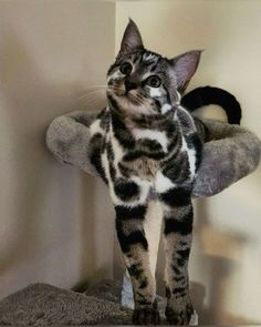 a cat standing on top of a scratching post in a room next to a wall