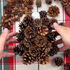 two hands holding pine cones on top of a plaid table cloth with other pine cones