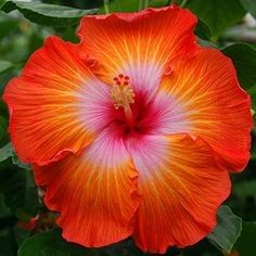 an orange and red flower with green leaves