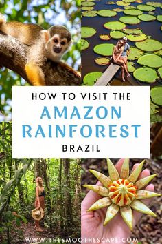 the amazon rainforest with text overlay that reads how to visit the amazon rainforest brazil