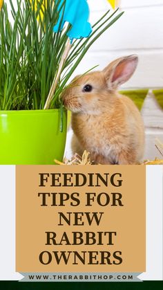 a rabbit sitting next to a potted plant with the words feeding tips for new rabbit owners