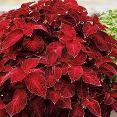 red and green plants in pots on the ground