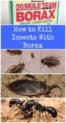 Keep Pests away using Borax - You just have to mix equal parts of borax with regular sugar. The sugar helps to draw the bugs in and the borax takes them away – permanently. Take care that you do not leave this out where pets or small children can reach it. Uses For Borax, Borax Uses, Kill Roaches, Ant Killer, Stain Removers, Cleaning Stuff, Bug Killer