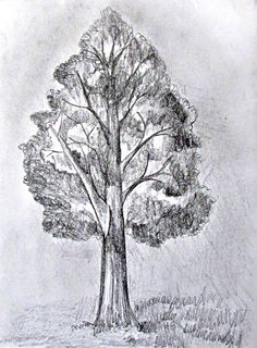 a pencil drawing of a tree in the grass