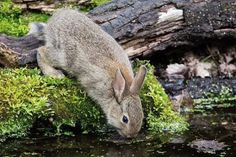 a rabbit drinking water from a pond in the woods with moss growing on it's sides