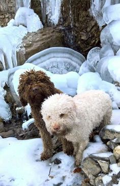 two dogs standing in the snow next to some rocks and trees with ice on them