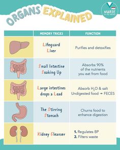 an image of organ organs and their functions