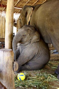 an elephant laying on the ground next to another elephant in a barn with hay and sticks