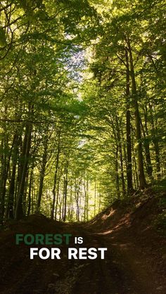 the forest is for rest with an image of trees and dirt path in the foreground