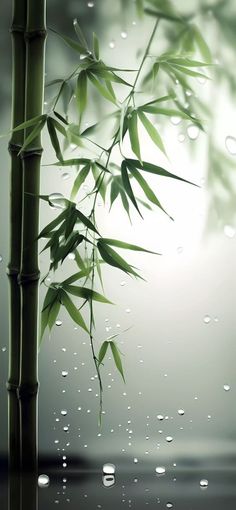 a bamboo tree with water drops on it