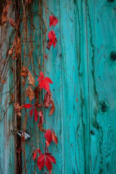 an old wooden fence with vines growing on it and red leaves hanging off the side