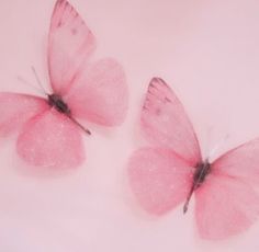 two pink butterflies sitting next to each other