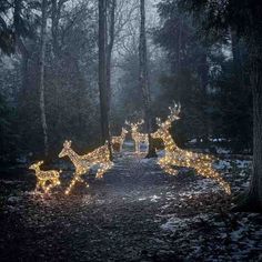 lighted reindeers in the middle of a path surrounded by trees with lights on them