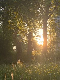 the sun shines through the trees and grass in front of some wildflowers