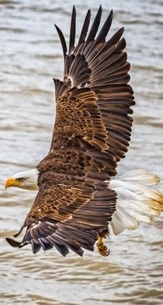 an eagle flying over the water with it's wings spread