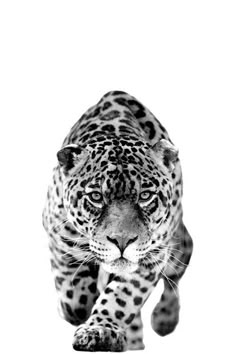 a black and white photo of a leopard on the prowls, looking straight ahead